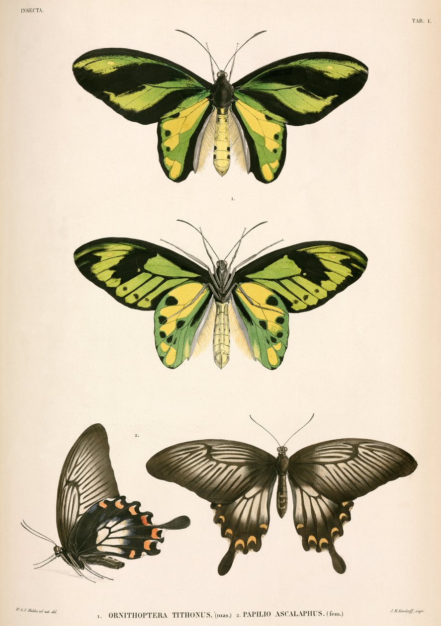 Butterflies, Indonesia by Unbekannt