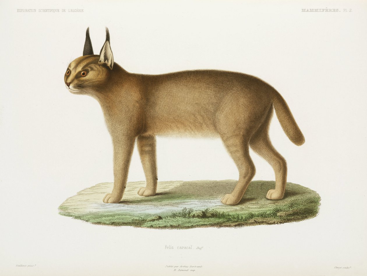 Caracal, Algeria by Unbekannt