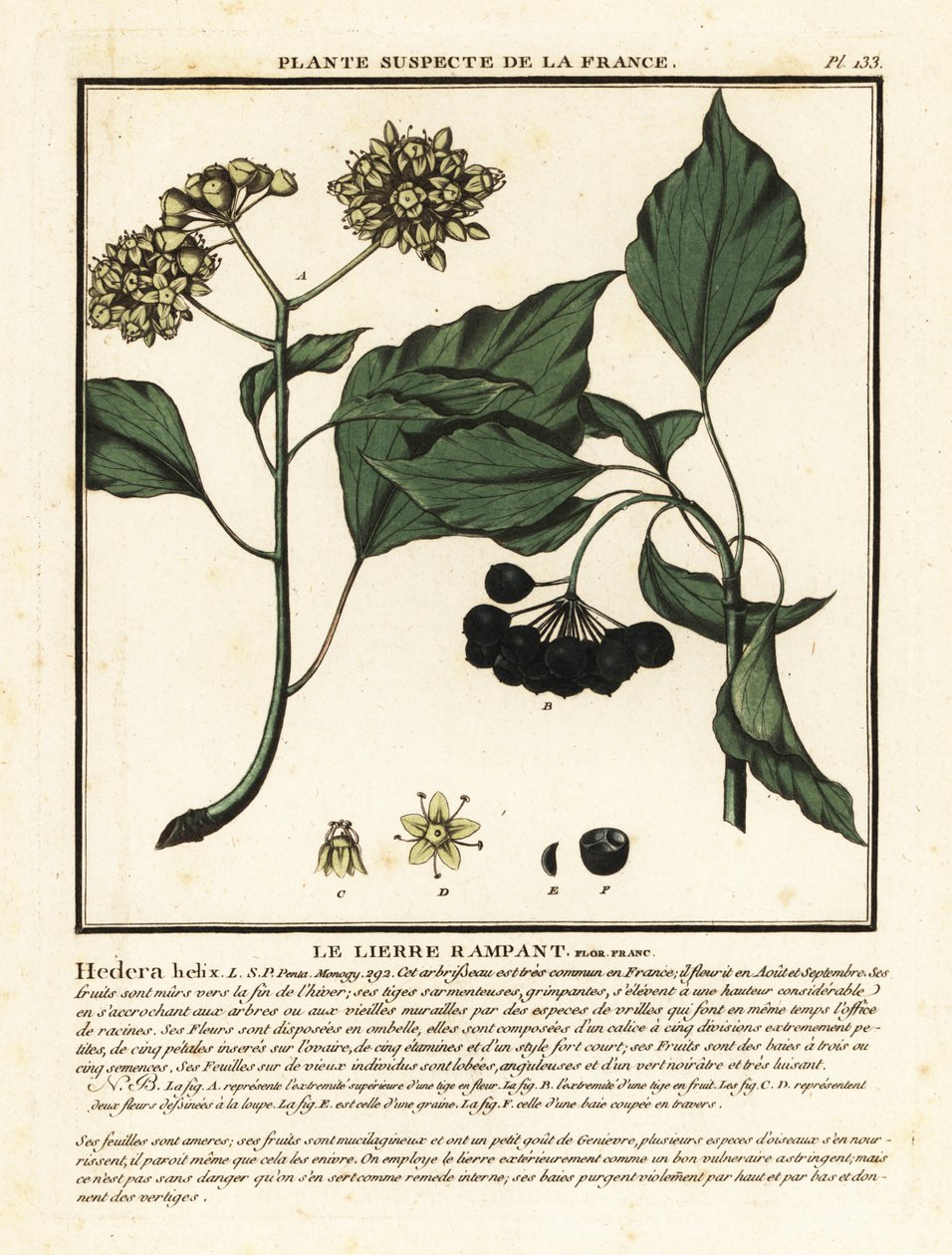 Common ivy by Unbekannter Künstler