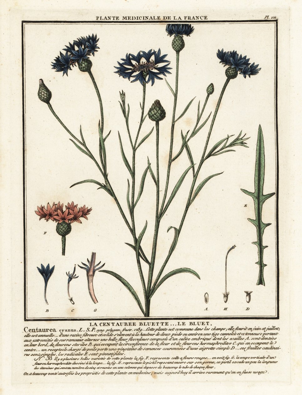 Cornflower by Unbekannter Künstler
