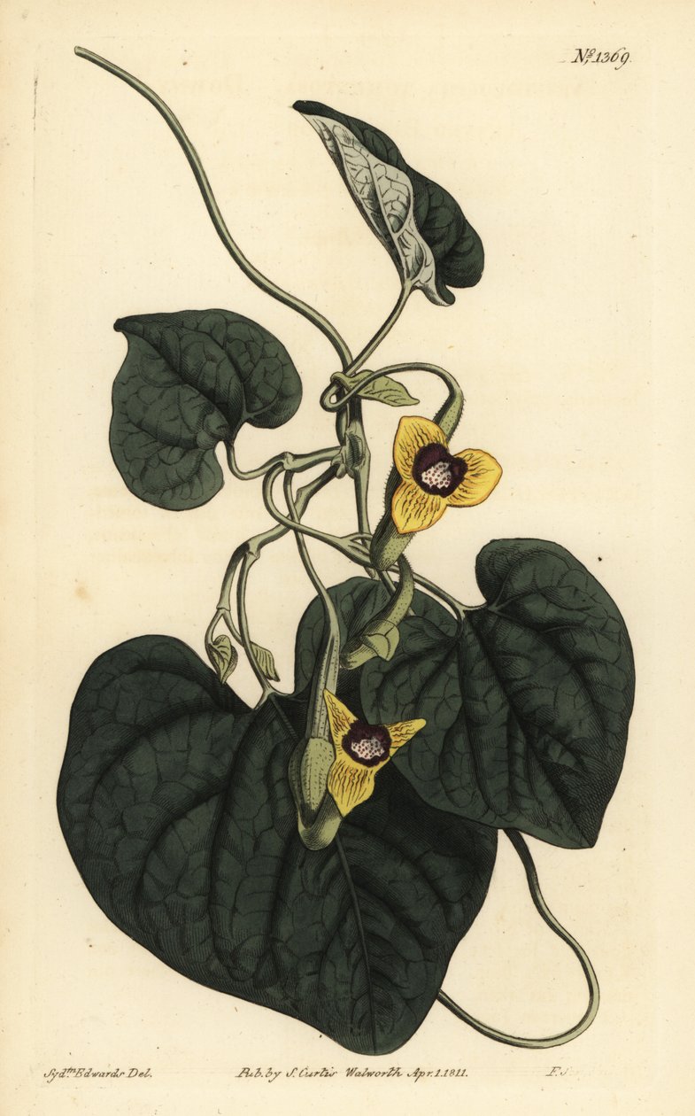 Downy leaved birthwort by Unbekannt