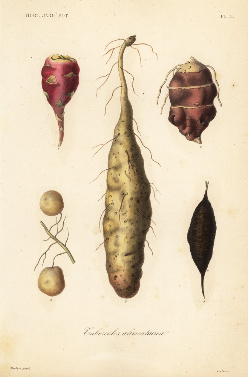 Edible tubers by Unbekannt