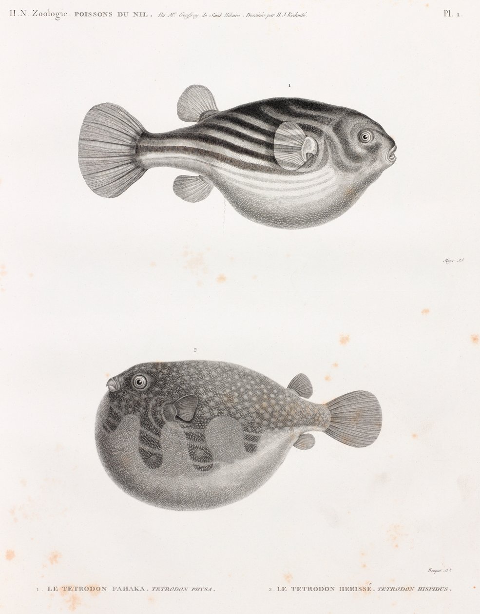 Fish: Tetrodon by Unbekannt