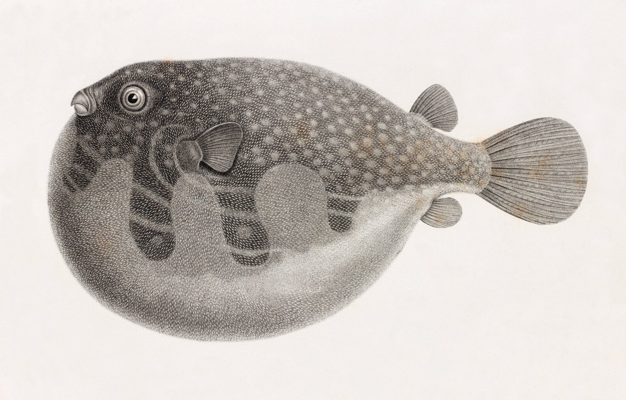 Fish: Tetrodon (detail) by Unbekannt