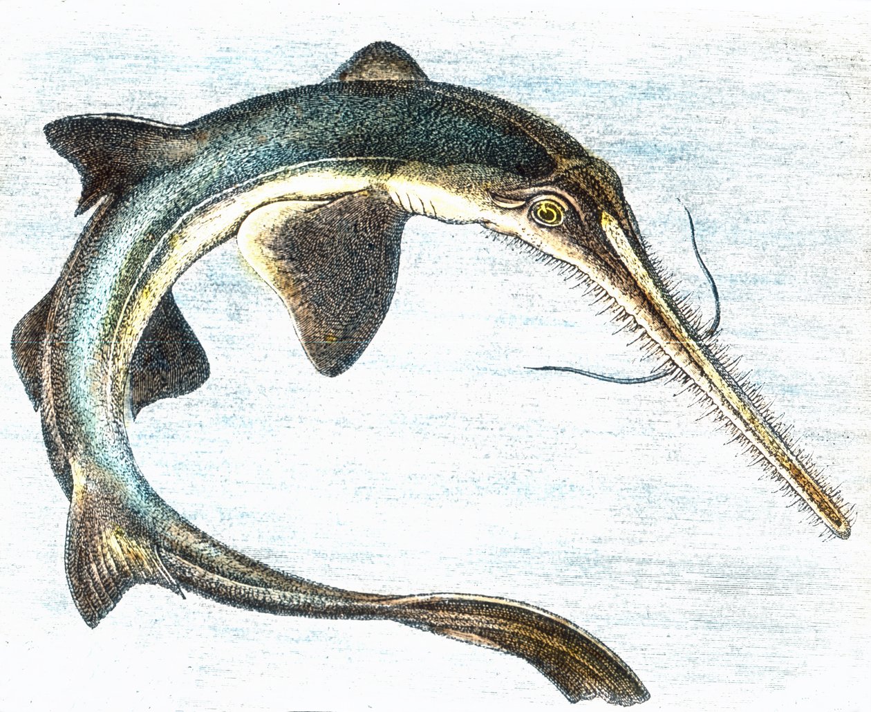 Illustration of a Swordfish by Unbekannter Künstler