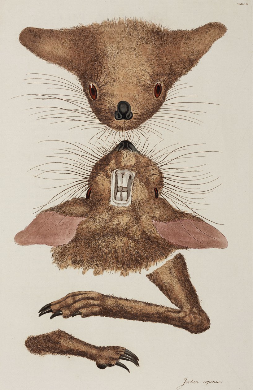 Jerboa by Unbekannter Künstler