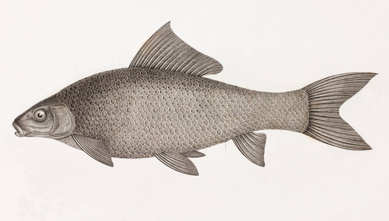 Lebis Cyprinid by Unbekannt