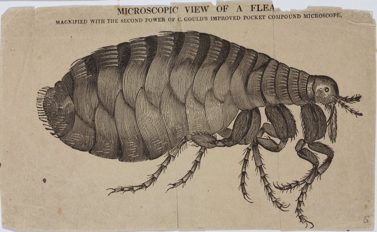 Microscopy by Unbekannt