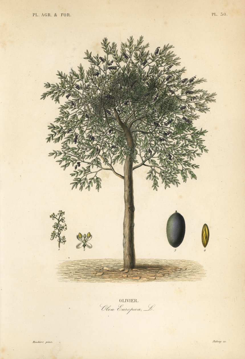 Olive tree by Unbekannt