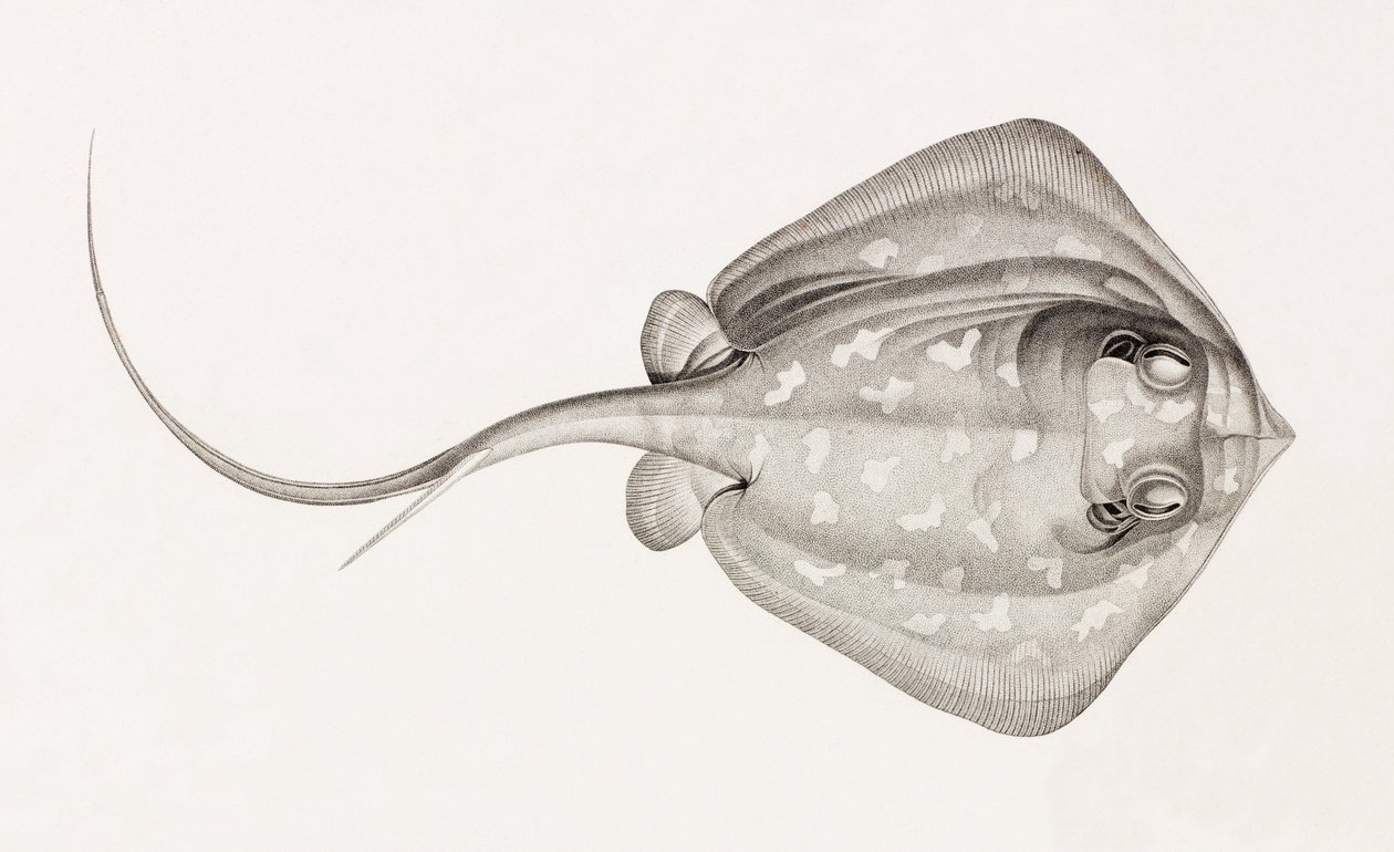 Stingray Lymme by Unbekannt