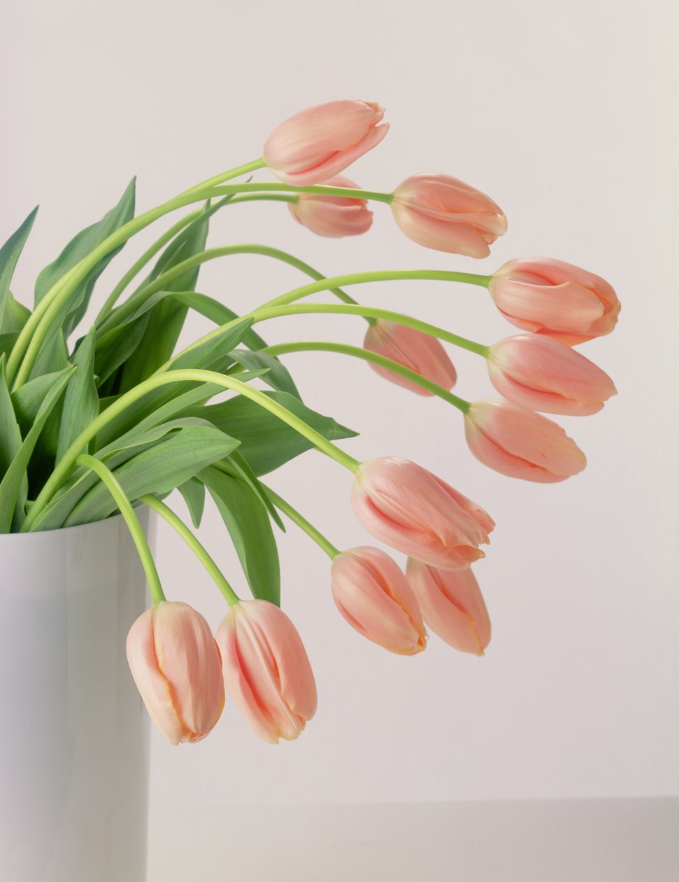 Pink Tulips by Unbekannter Künstler