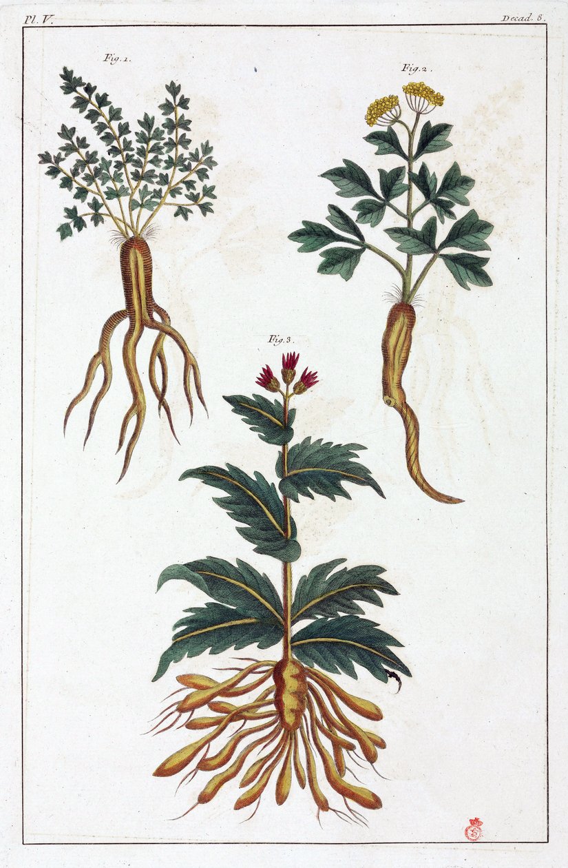 Medicinal plants, China by Unbekannt