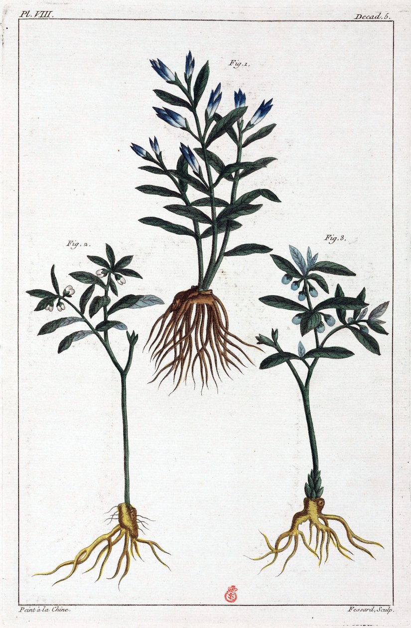Medicinal Plants, China by Unbekannt