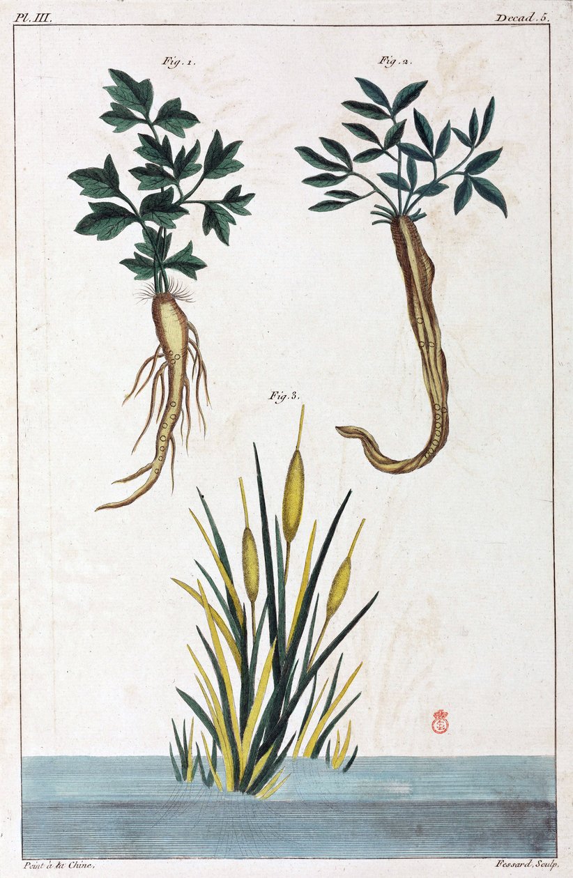 Medicinal plants, China by Unbekannt