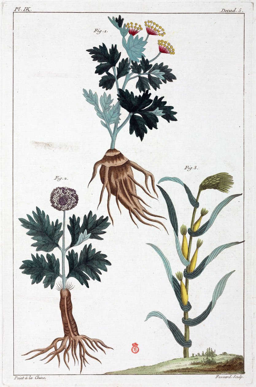 Medicinal plants, China by Unbekannt