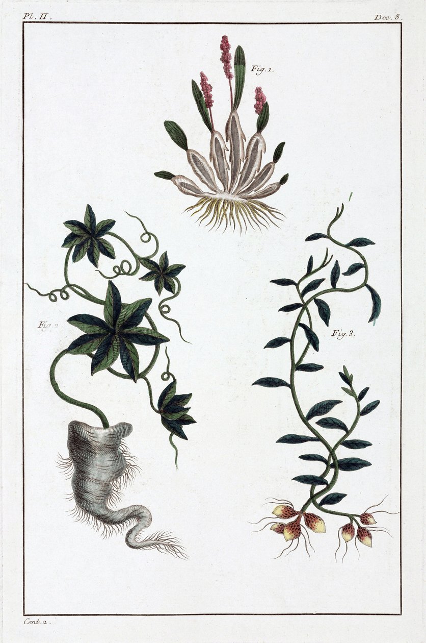 Medicinal plants, China by Unbekannt