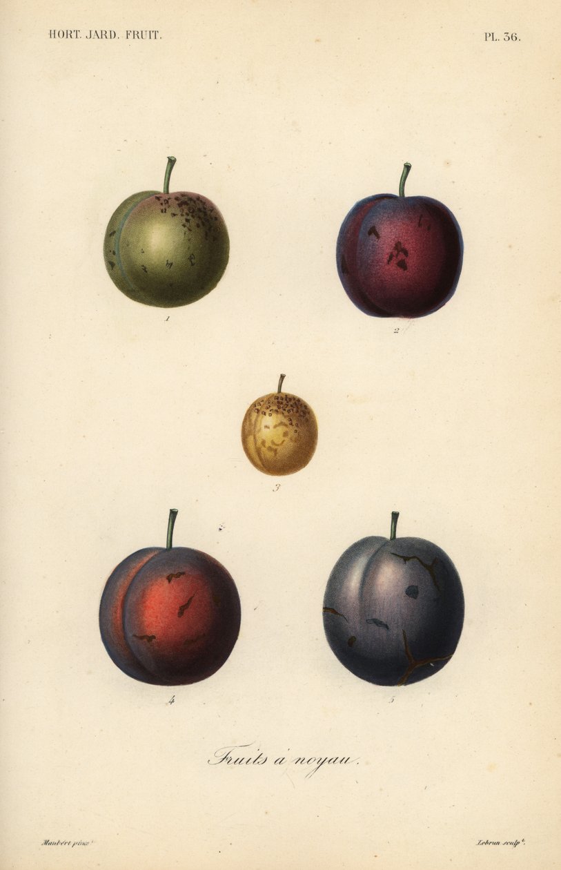 Plums and prunes by Unbekannt
