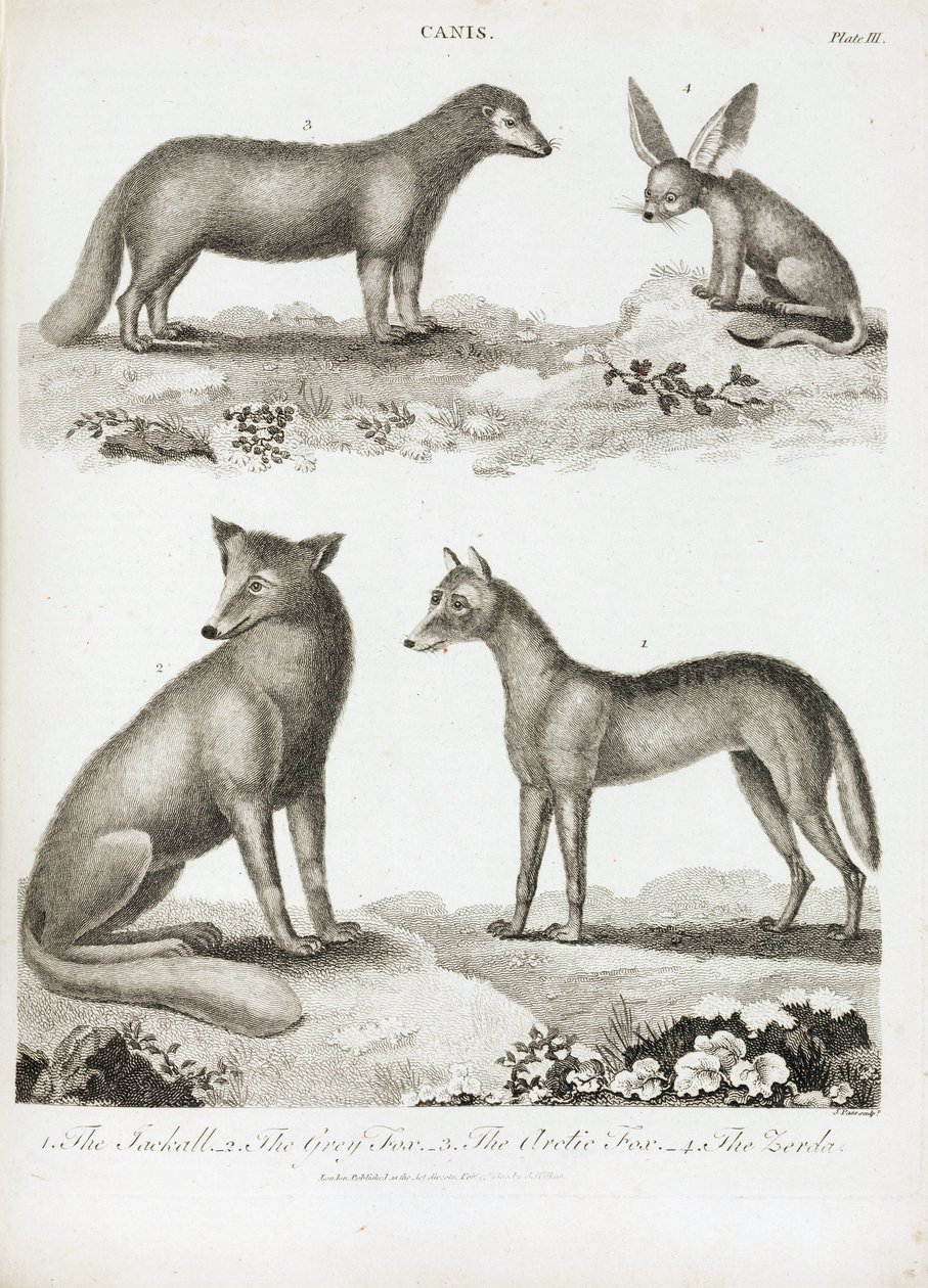Foxes and Jackals by Unbekannt