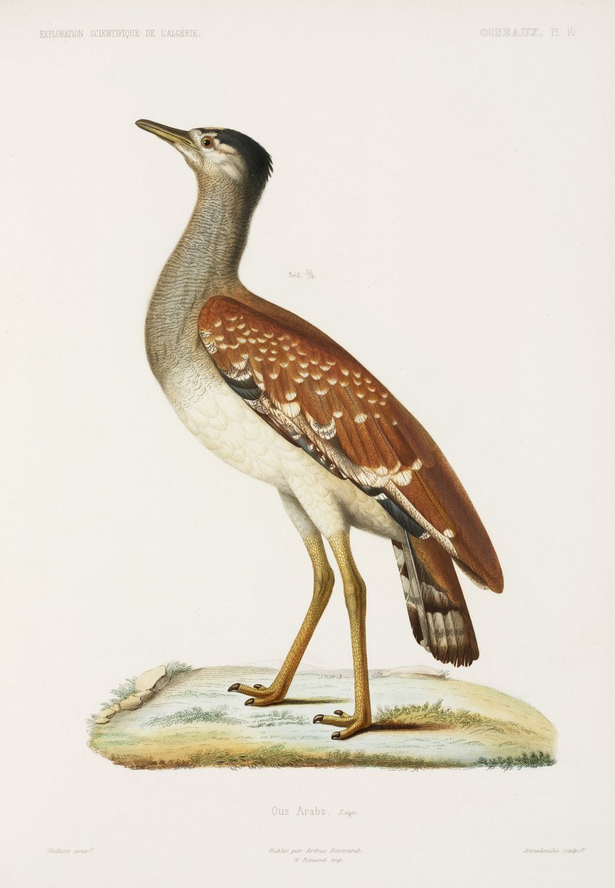 Sudan Bustard, Algeria by Unbekannter Künstler