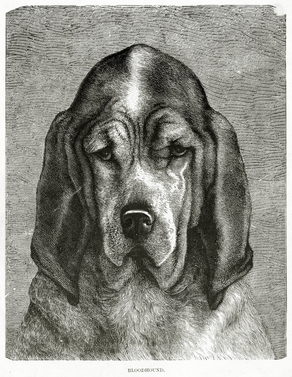 The Bloodhound. 1902 by Unknown