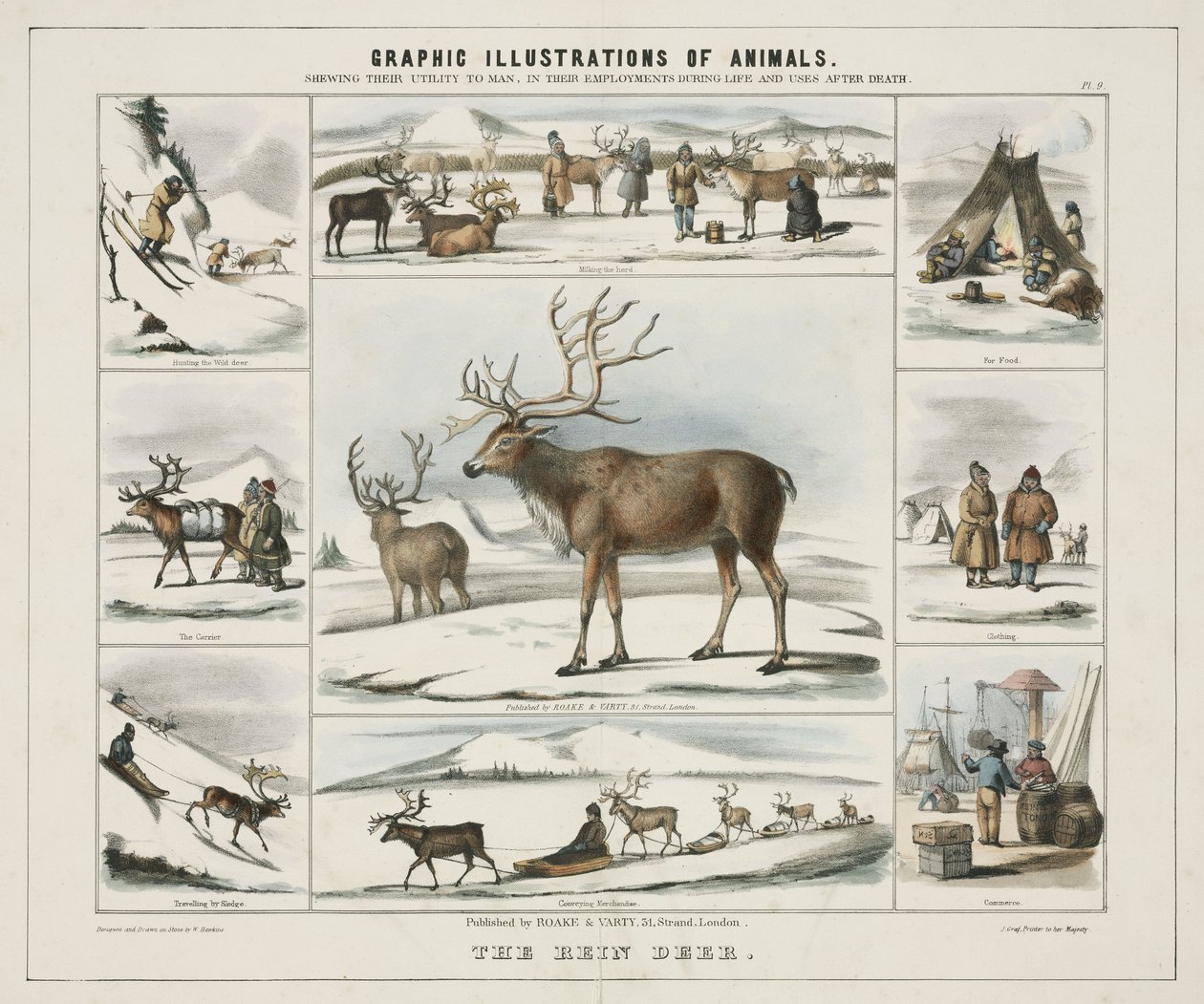 The Rein Deer (c. 1845) by Unbekannt