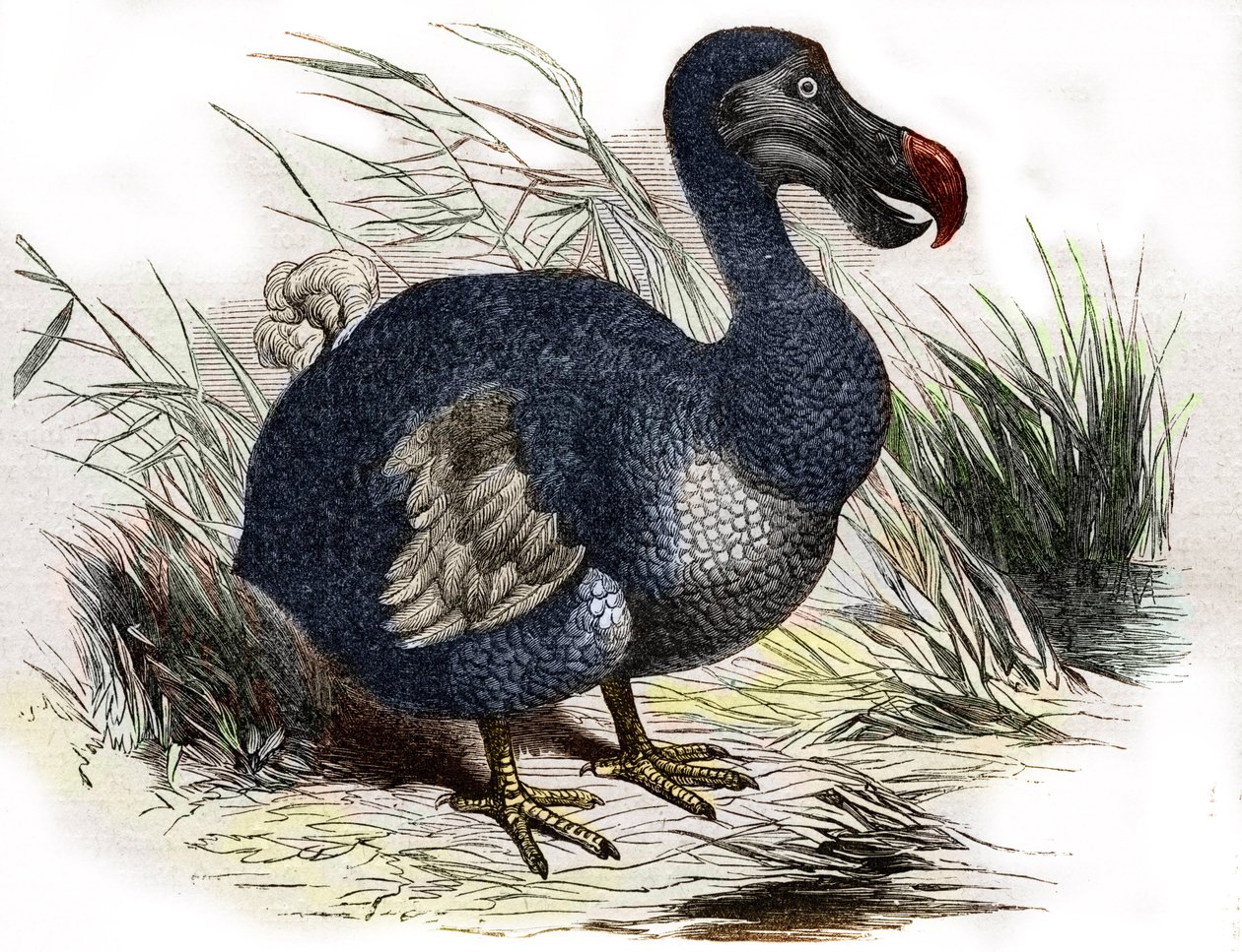 The dodo by Unbekannter Künstler