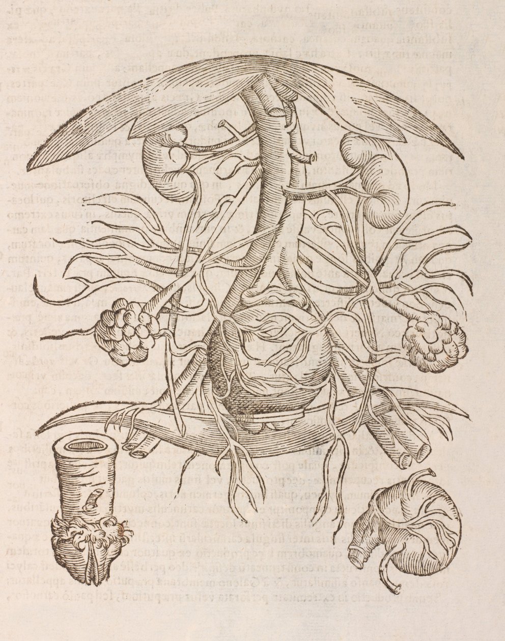 Uterus orificium internum ostendens by Unbekannt