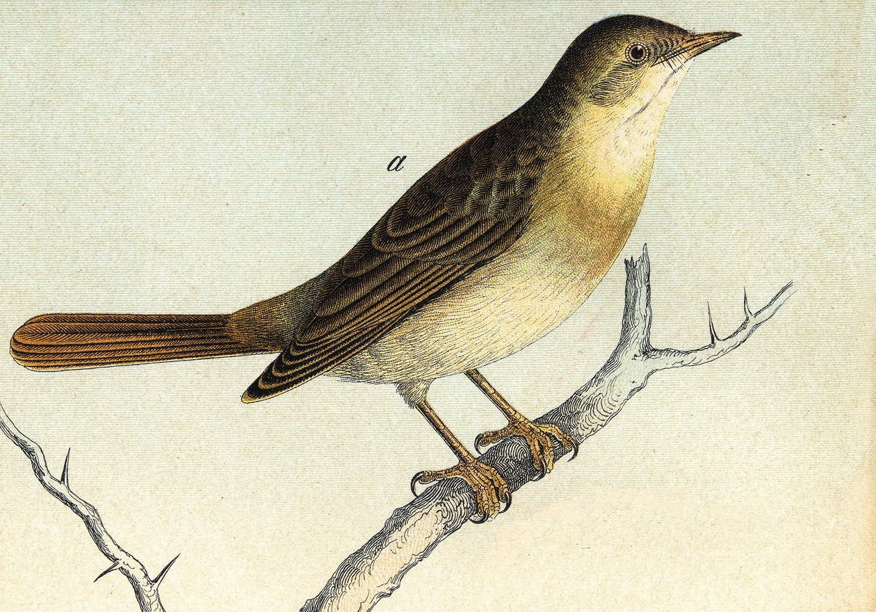 A nightingale by Unknown artist