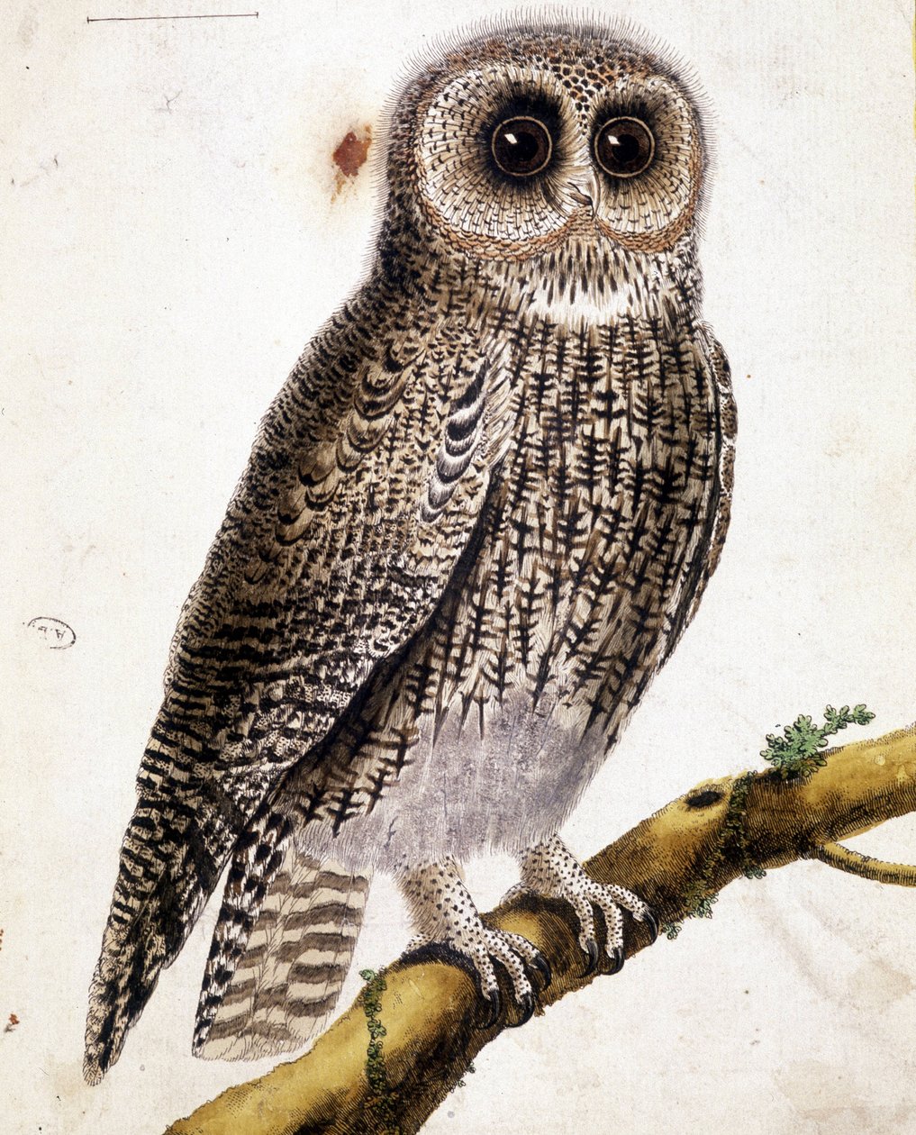 An Owl by Unknown artist