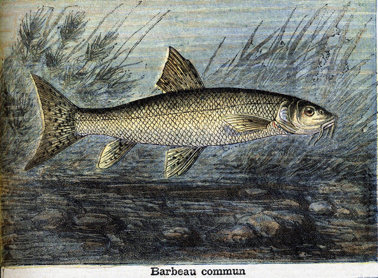 Barbeau Commun by Unknown artist