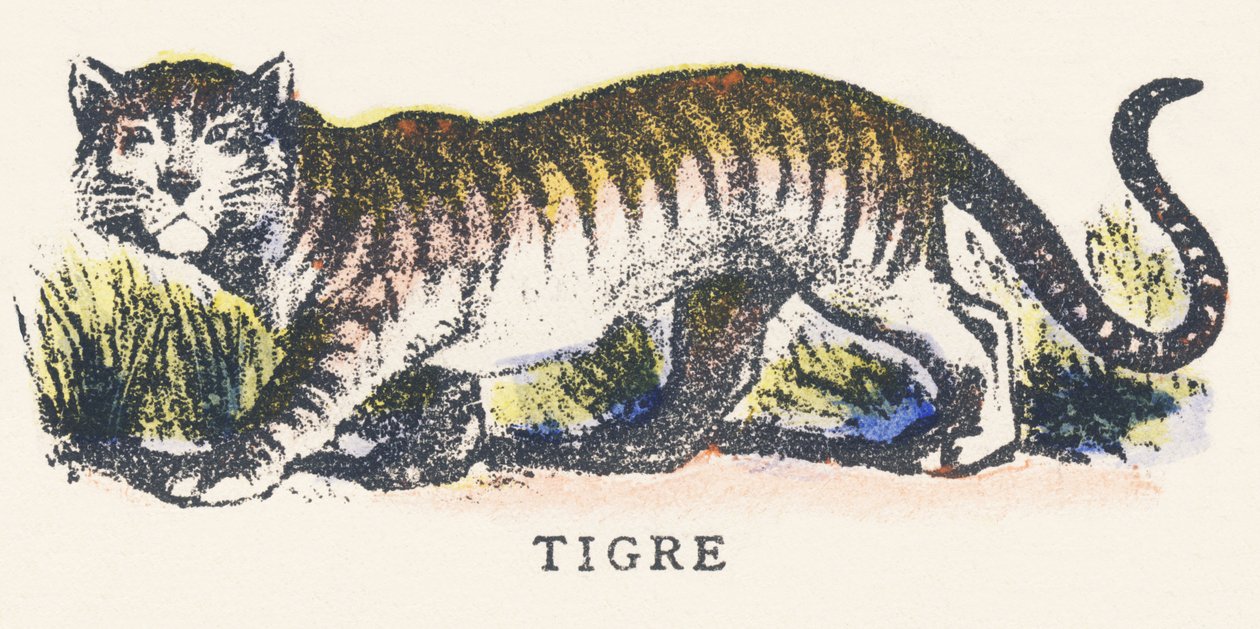 Tiger by Unknown artist