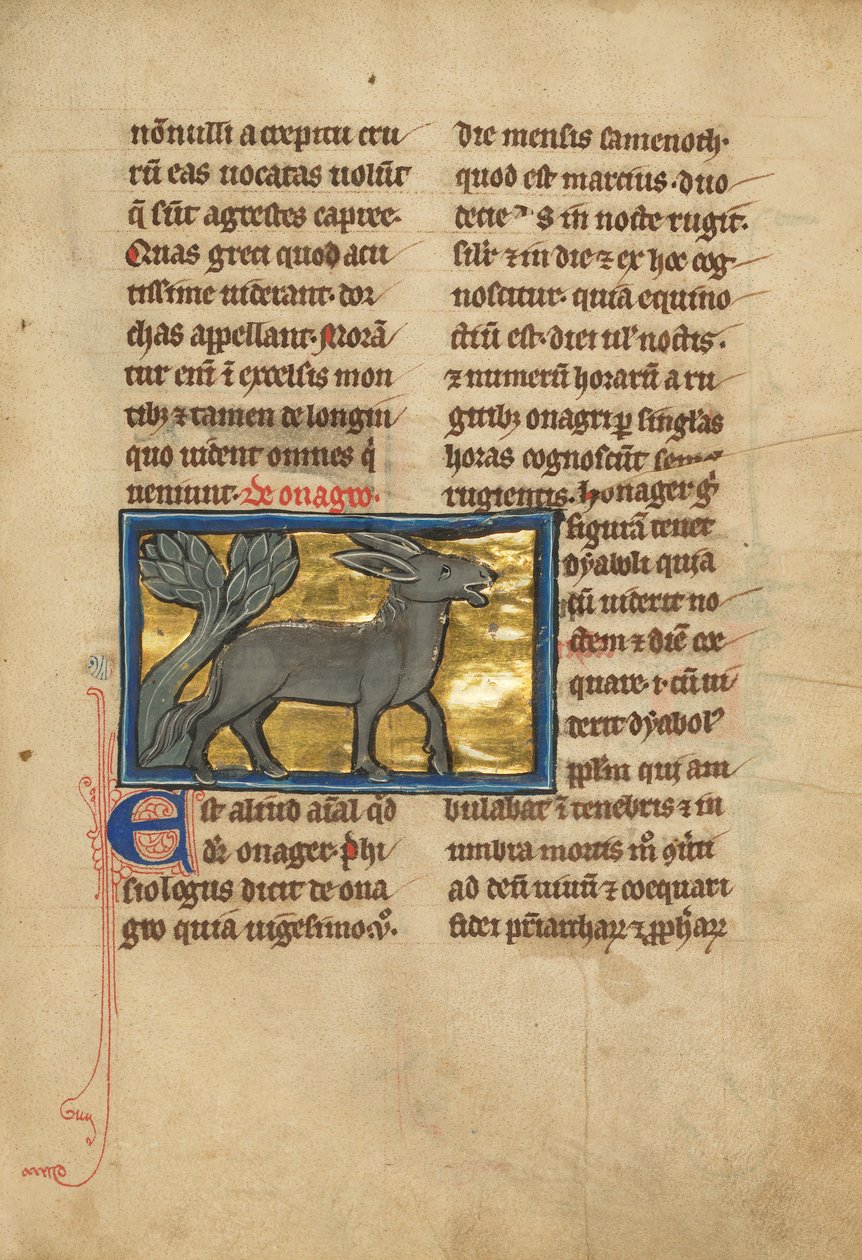 A Wild Donkey by Unknown artist