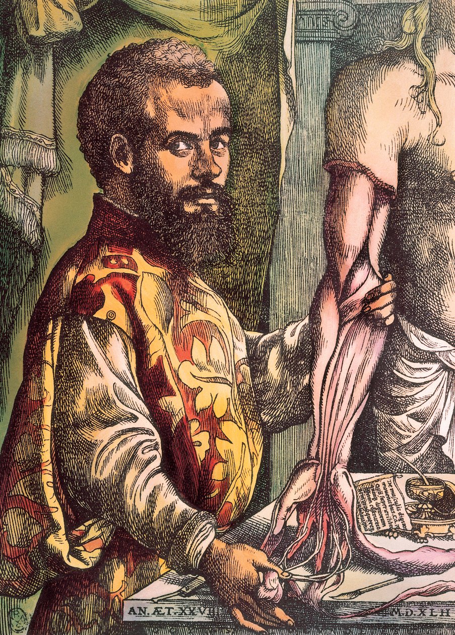 Andreas Vesalius (Engraving) by Unknown artist