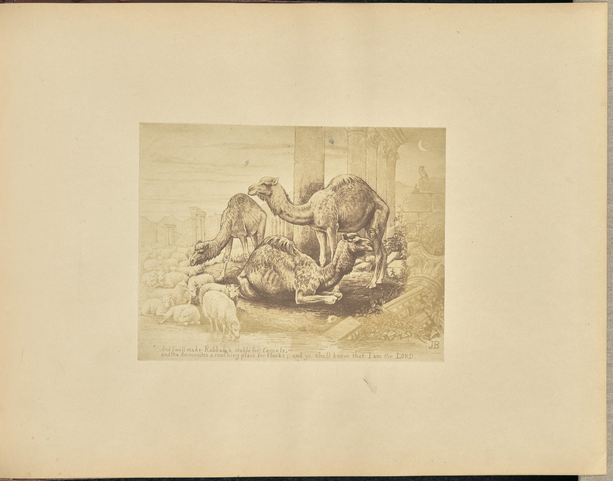 Camels by Unknown artist