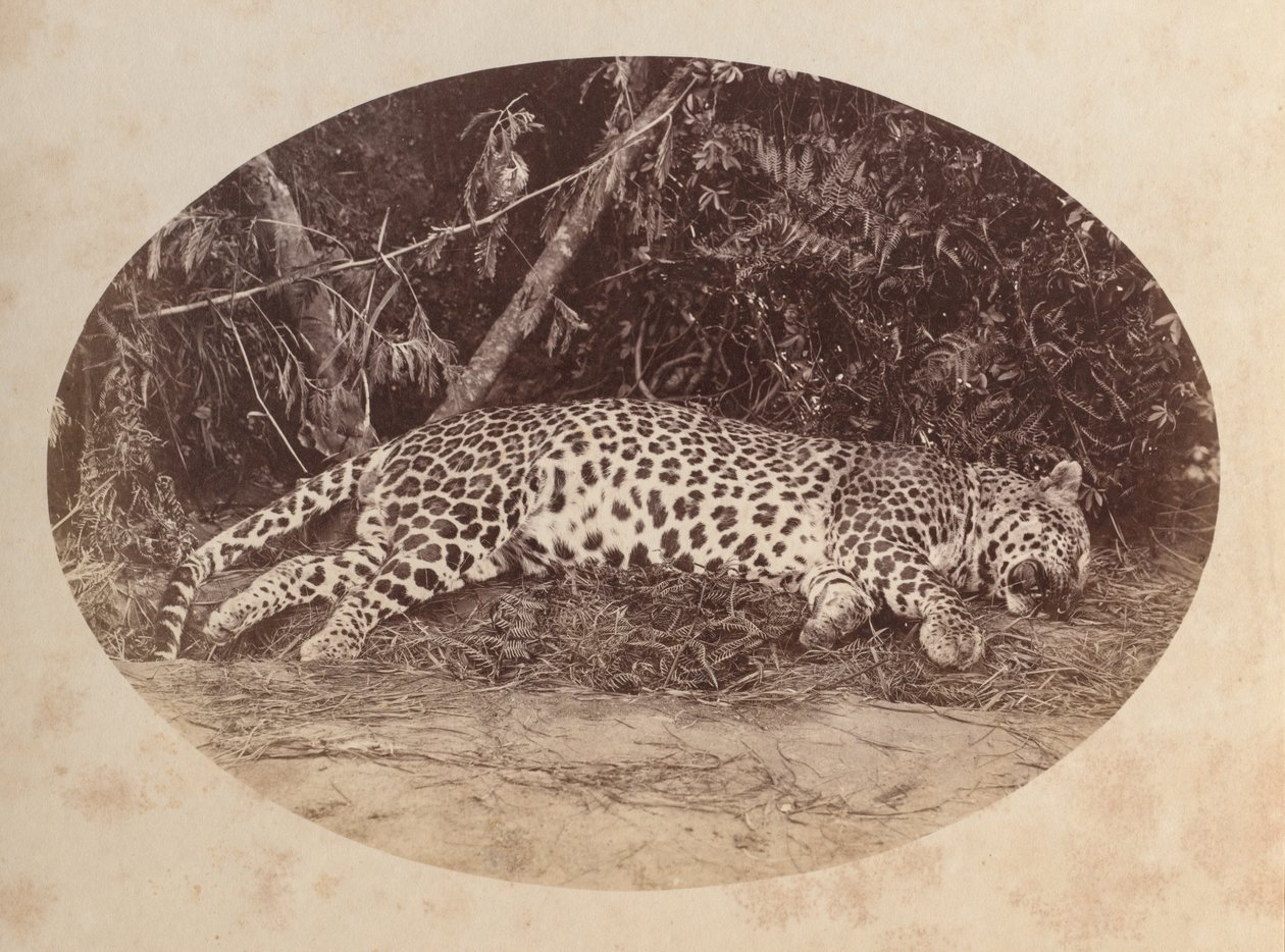 Dead Leopard by Unknown artist