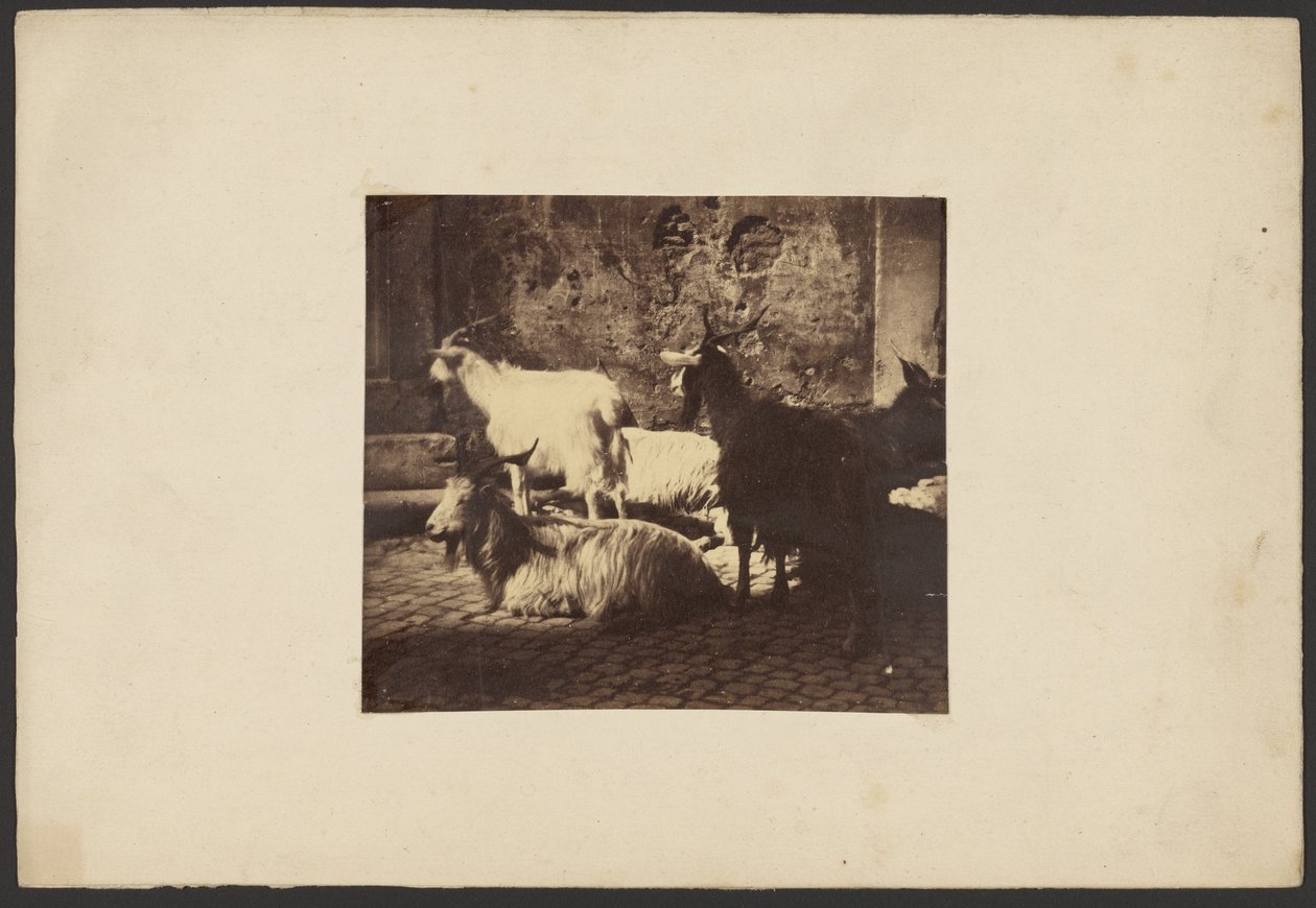Group of Goats by Unknown artist