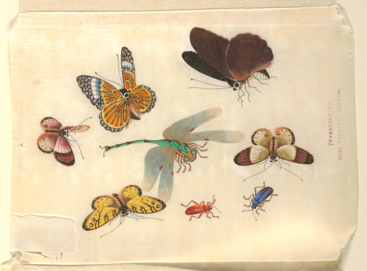 Insects by Unknown artist