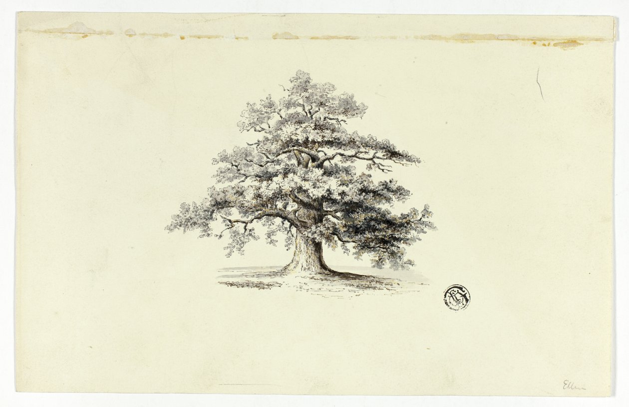 Oak Tree by Unknown artist