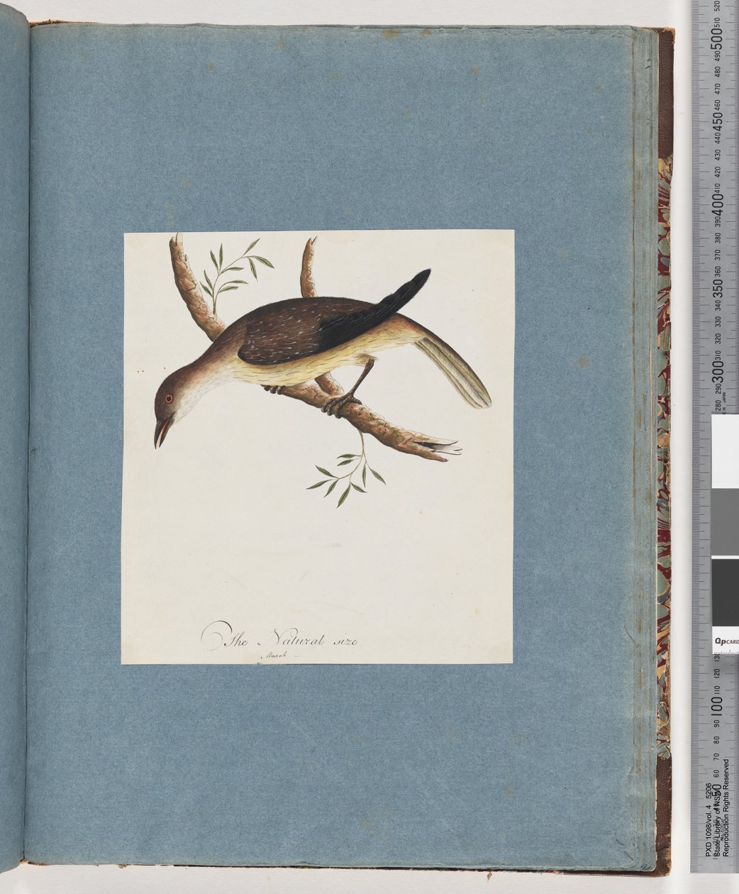 Page 108. Unidentified Bird by Unknown artist