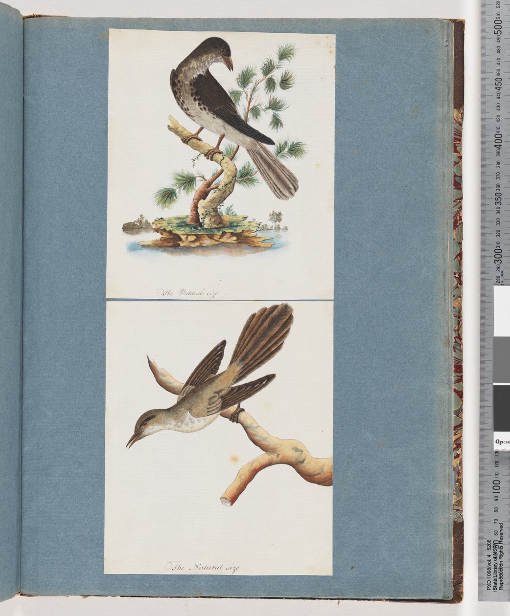 Unidentified Bird by Unknown artist