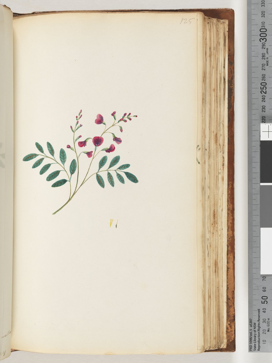 Unidentified plant by Unknown artist