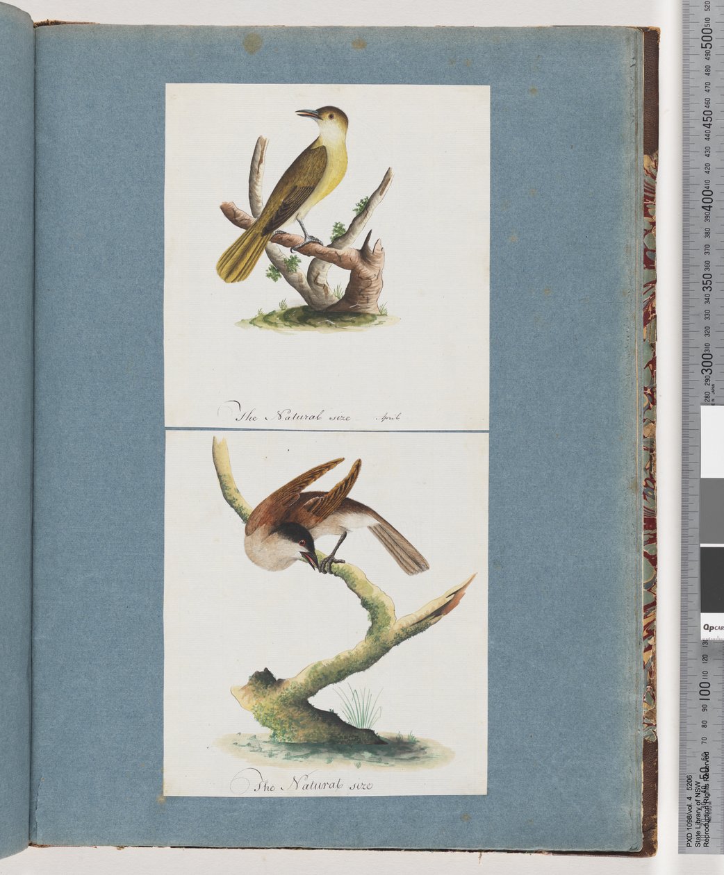 Unidentified Bird by Unknown artist