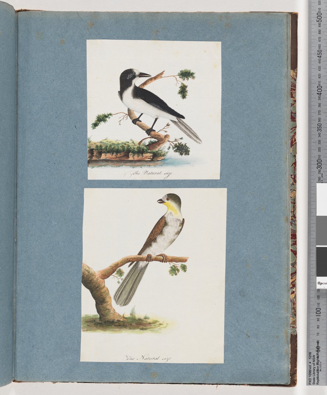 Unidentified Birds by Unknown artist
