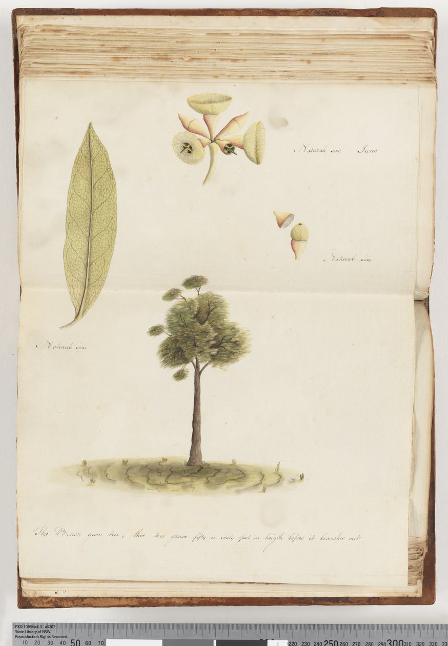 The Brown Gum Tree by Unknown artist