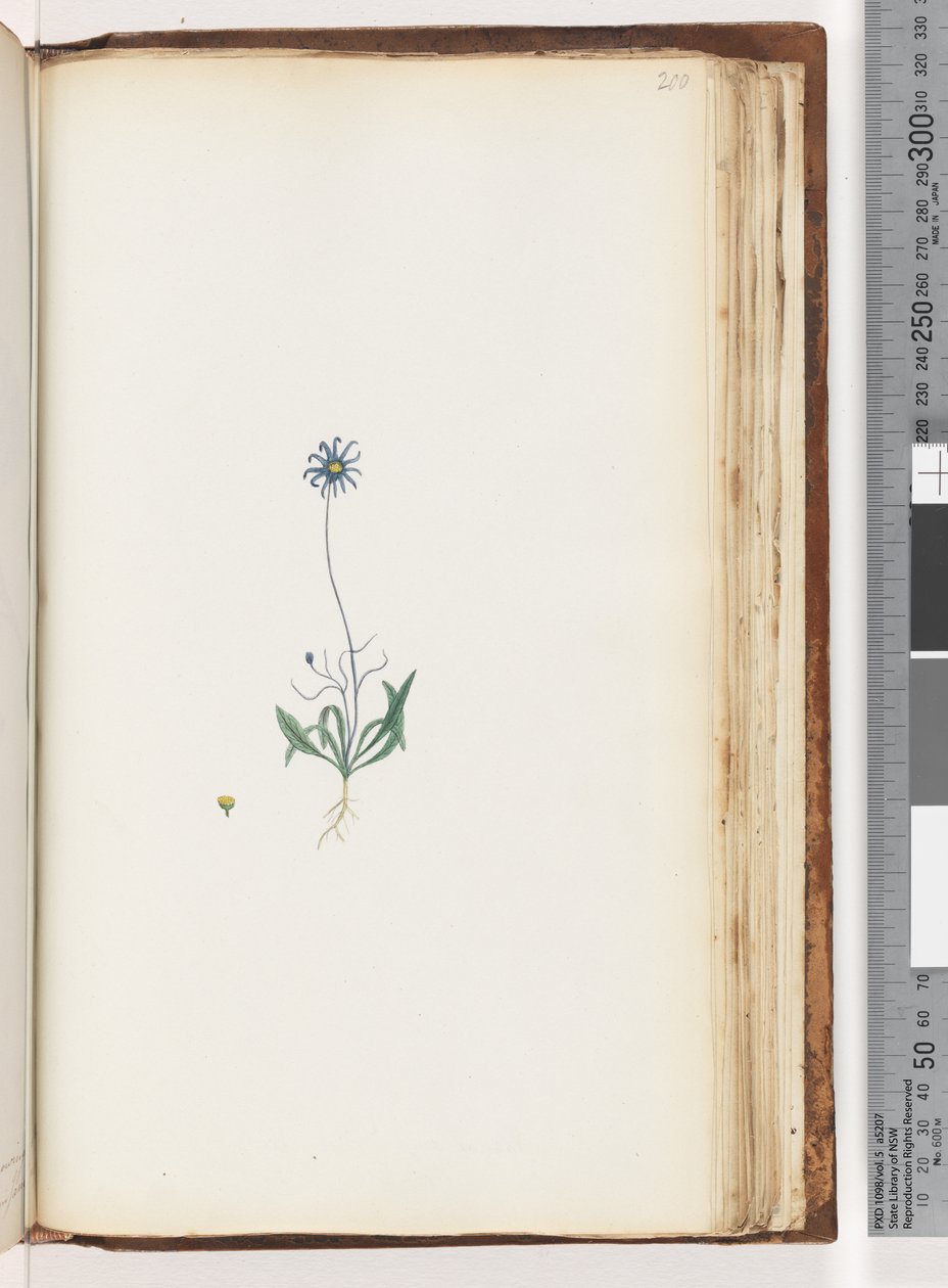 Unidentified Plant by Unknown