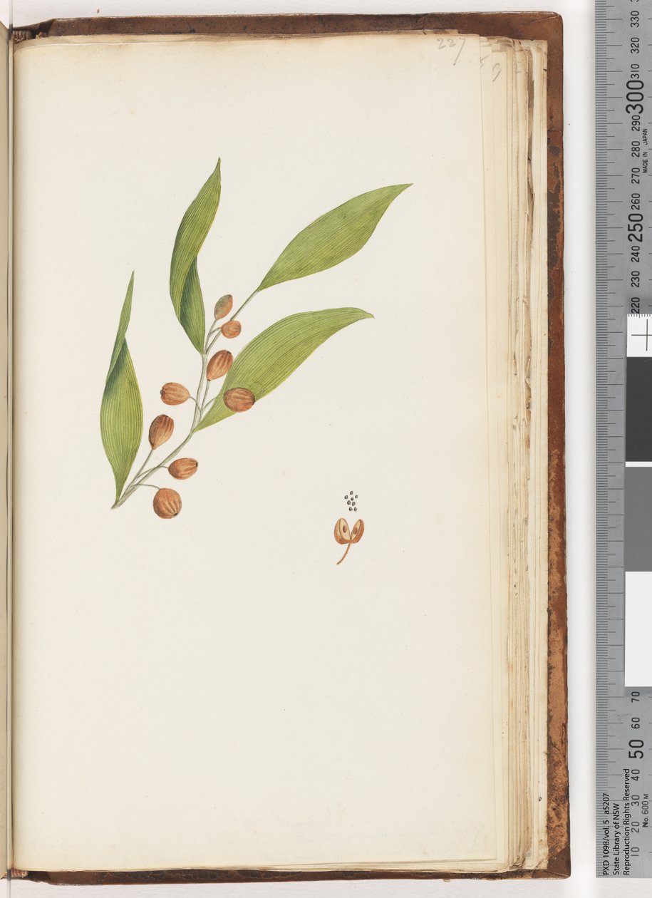 Unidentified Plant by Unknown