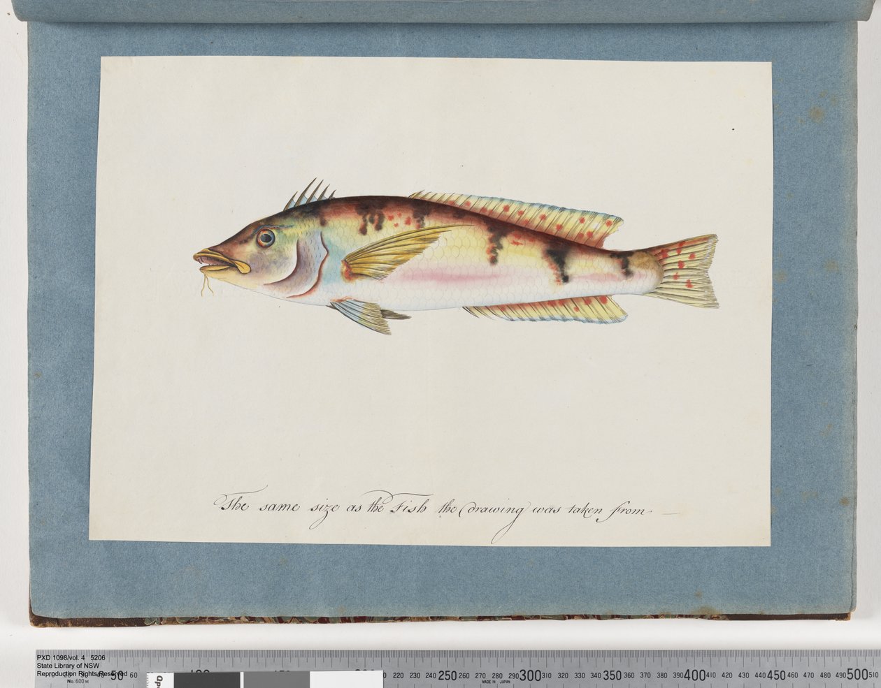 Unidentified Fish by Unknown artist