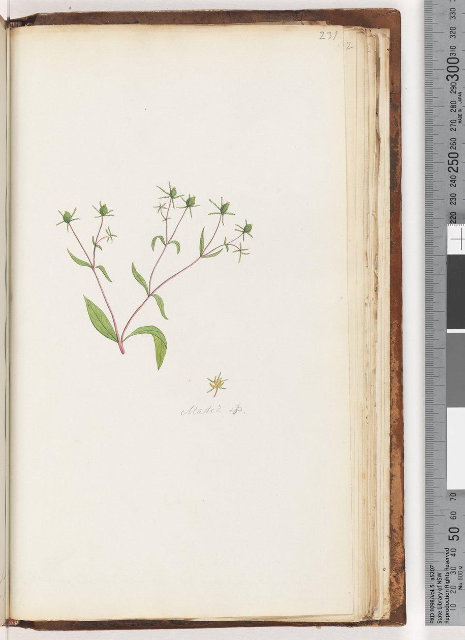 Page 231. Madia sp by Unknown artist