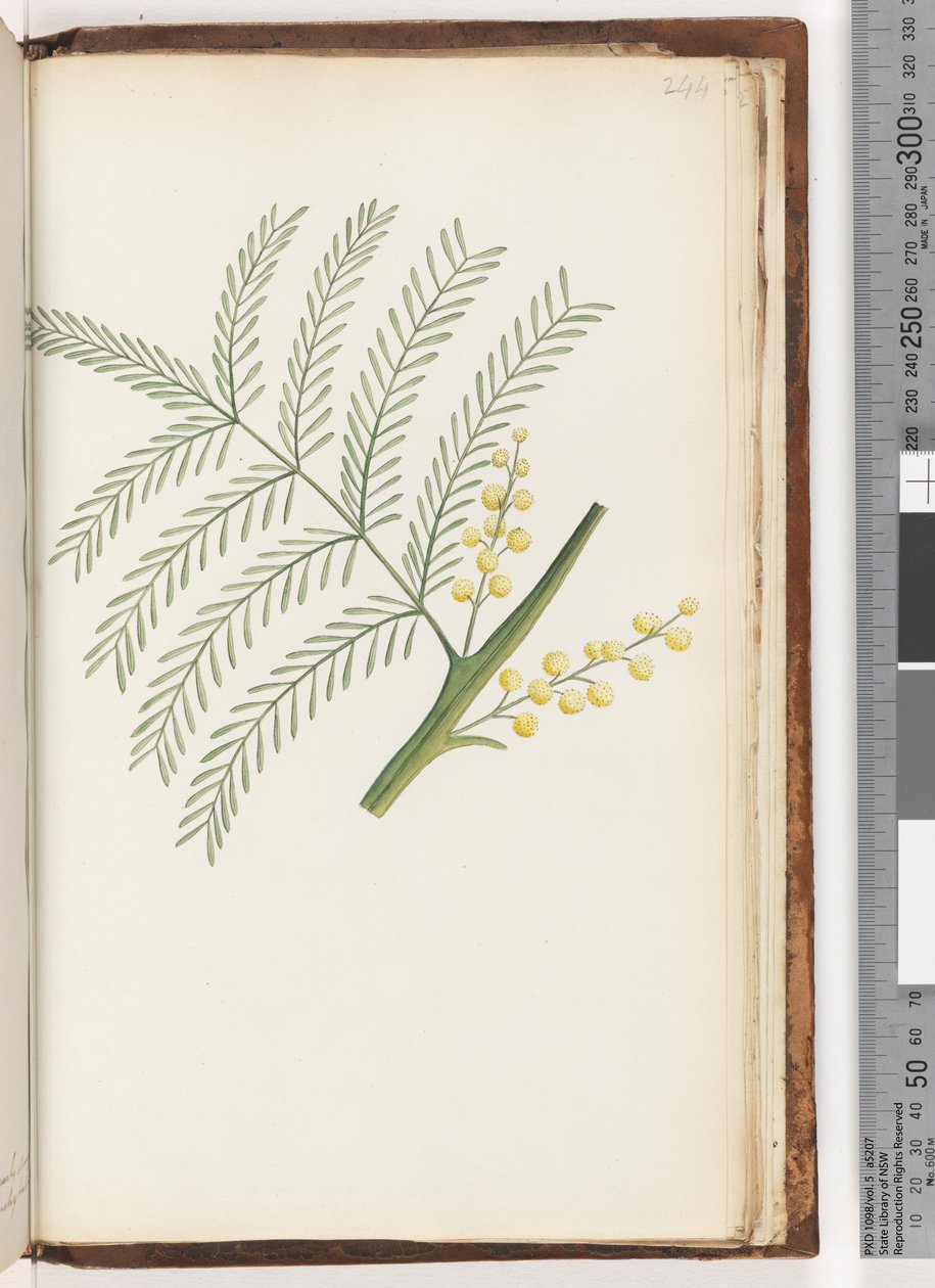 Unidentified Plant by Unknown