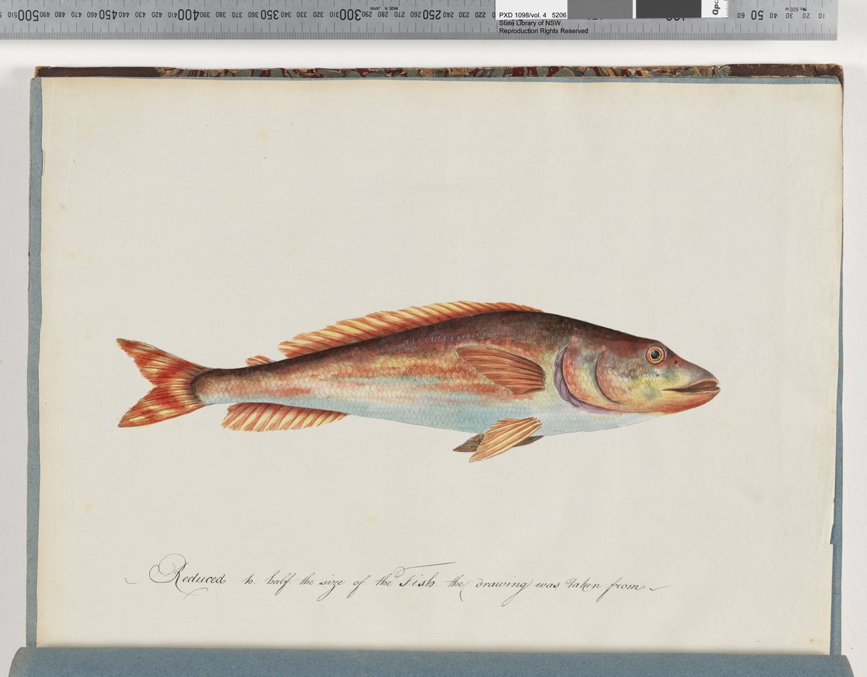 Unidentified Fish by Unknown artist